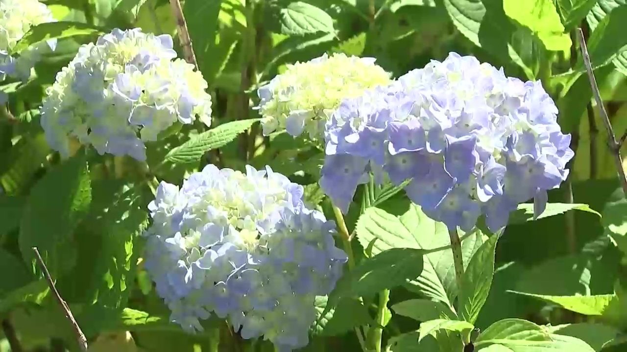 「あじさいまつり」開幕　東京ドーム約3個分の敷地に多種多様、鮮やかに咲き誇る　岩手県一関市