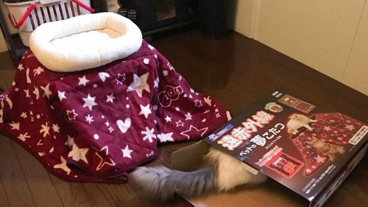 猫用コタツ 買ってきたら そっちかい あるある と話題だけどなぜ 専門家に聞いてみた Fnnプライムオンライン