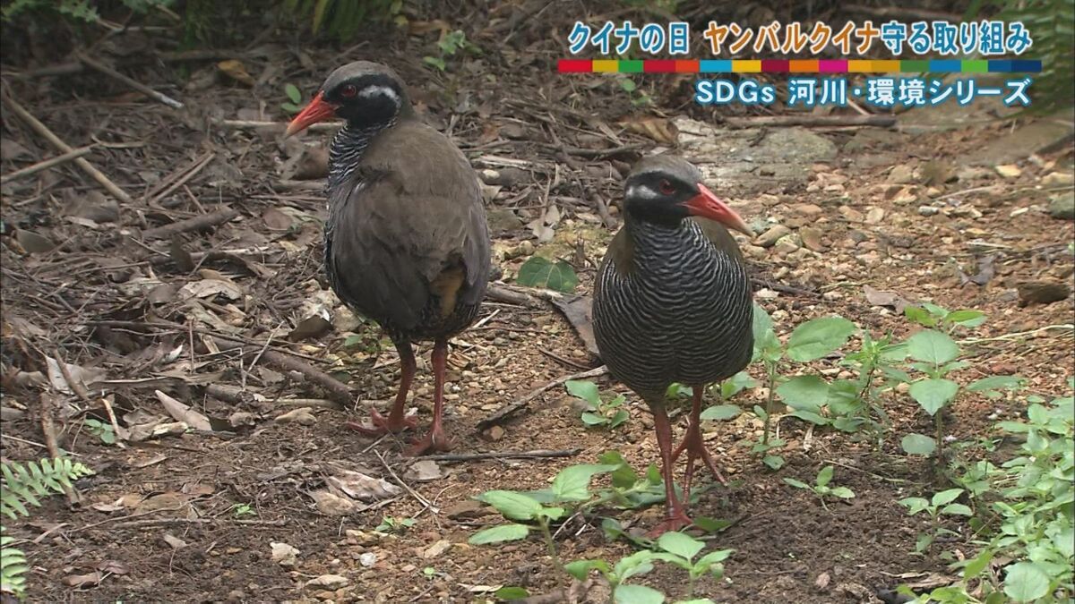 傷ついたヤンバルクイナを生かしたい 交通事故から野生復帰へ リハビリ施設建設のためクラウドファンディング 沖縄発