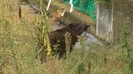 イノシシ1頭が市街地に出没　体長1mあまり体重40kgのメス　約4時間後に麻酔で捕獲しけが人なし　長野・上田市