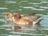 早くも“冬の使者”やって来る…渡り鳥『ヒドリガモ』が三重県紀北町の池に飛来 20羽ほどが悠々と泳ぎ回る