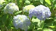 「あじさいまつり」開幕　東京ドーム約3個分の敷地に多種多様、鮮やかに咲き誇る　岩手県一関市