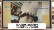 【天気コーナー】暖かさに誘われて？氷ノ山で希少なヘビ「シロマダラ」見つかる　週末は「天気ぐずつく」