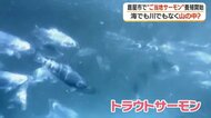 山の湧き水でサーモンを育てる　鹿児島の男性が挑む「大隅から世界へ」の夢