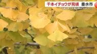 【季節の映像】千本イチョウが見頃　約1200本が黄色く　鹿児島・垂水市