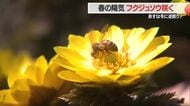 春を告げる黄色い花「フクジュソウ」咲き誇るも…雪のひなまつりになる？　山形