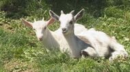 サービスエリアの“癒やし系”　人懐っこい双子の赤ちゃんヤギ　能登を走るドライバーも「ホッ」【石川発】