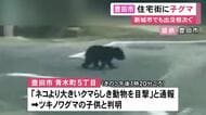 交差点を歩く姿が…豊田市の住宅街でツキノワグマを目撃 新城市作手地区でも連日カメラに捉えられる