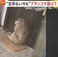 【独自】“左手ないサル”団地公園のブランコや滑り台で遊ぶ…住宅訪ねて玄関“コンコン”も「最初はお母さんかと…怖い」　神奈川・茅ヶ崎