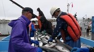 海を襲った“異変”で秋サケが激減・・漁師たちが誇りだった「獲る」漁業を転換するまで　#マイノーマル