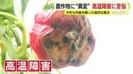 みかんの日焼けに”救世主”　今年も列島を襲った猛烈な暑さ　人間だけでなく動物もぐったり　農作物は高温障害で農家苦悩【しずおか総決算2025】