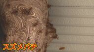 夏から秋にかけて活発化　危険なハチの駆除行う「ハチハンター」に密着　日に50件以上も…業者には駆除依頼が殺到