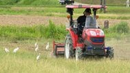 臆病なのに追っかけの理由は？シラサギがトラクターの後ろにいるワケ　実は掘り起こされるカエルやミミズが大好物