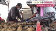 ポテトチップスに加工 鳥栖市でジャガイモ収穫最盛期【佐賀県】