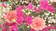 母の日ギフトにカーネーションを 長崎の生産者が知事に花束贈呈