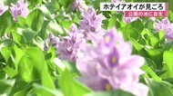 ホテイアオイ 天草市の公園の池で見ごろ【熊本】