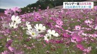 富山の秋の風景 コスモス そして…