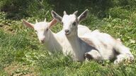 サービスエリアの“癒やし系”　人懐っこい双子の赤ちゃんヤギ　能登を走るドライバーも「ホッ」【石川発】