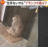 【独自】“左手ないサル”団地公園のブランコや滑り台で遊ぶ…住宅訪ねて玄関“コンコン”も「最初はお母さんかと…怖い」　神奈川・茅ヶ崎