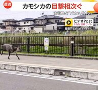 「パカッパカッ」市街地でカモシカの目撃相次ぐ…軽快な足音を響かせ颯爽と駆け抜ける　“神々しい”茂みにたたずむ“白いカモシカ”の姿も　宮城