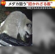 【独自】「洗って食べよった」アライグマが飼育中のメダカをムシャムシャ「育てちゃ食べられ何匹やられたか」福岡・直方市