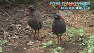 「傷ついたヤンバルクイナを生かしたい」交通事故から野生復帰へ…リハビリ施設建設のためクラウドファンディング【沖縄発】