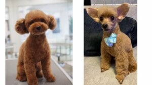 「この子まじでだれw」飼い主も驚いたトリミング後の愛犬の変貌…本物か疑った4歳娘の“確認法”