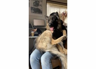 膝が重くて集中できない 在宅勤務中のシェパードが可愛い 実は 甘えん坊 なのか飼い主に聞いた