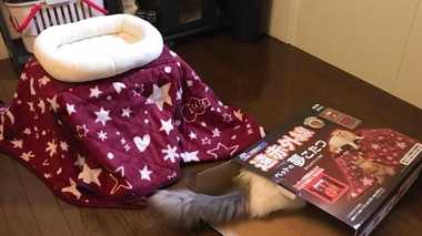 “猫用コタツ”買ってきたら、そっちかい!「あるある」と話題だけどなぜ?専門家に聞いてみた