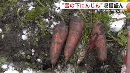 雪の下で甘みもうまみもアップ　「雪の下にんじん」収穫盛ん　ぜひ“生”で食べてみて！　秋田・横手市