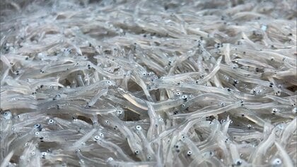 シラスの水揚げ量が平年の約3分の1に…“いつもとれる魚がとれない”歴史的不漁の背景に「黒潮大蛇行」【高知発】