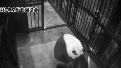 上野「赤ちゃんパンダ」ブームを解説！ 気になる経済効果は「ナン億円」に？ 