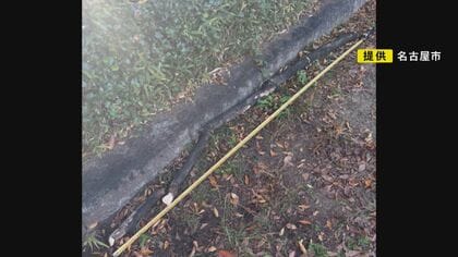 伐採にはジレンマも…「都心の緑ある憩いの場」でケヤキの枝が落下し小学生2人がケガ “枯れて数年経過”か