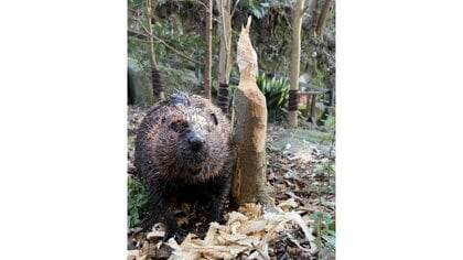 1本1本“歯作り”の跡が芸術的？ビーバーがかじり倒した木がお土産に人気…1日何本くらい“作品”ができるのか聞いた