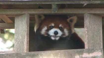 八木山動物公園の人気レッサーパンダ「アケビ」が福井へ　繁殖のため引っ越し前にファンとお別れ会〈仙台〉
