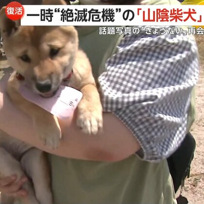【復活】「奇跡の1枚」のきょうだいも再会　一時“絶滅危機”の「山陰柴犬」鑑賞会…約50匹集まる　鳥取・湯梨浜町