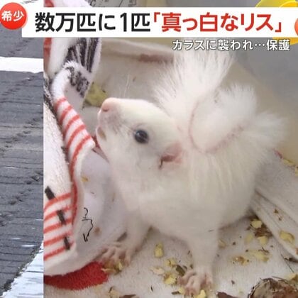 【希少】数万匹に1匹“真っ白なリス”　色素が欠けた「アルビノ」の固体か　カラスに襲われ保護　岩手・盛岡市