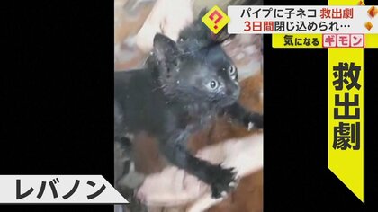 【子ネコ救出】ビル屋上で誕生しパイプを移動…地下配水管にはまり“3日間”閉じ込め　救出後病院で治療　レバノン