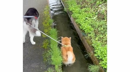 「泳いでる？歩いてる？流れてる？」用水路をスイスイ進む柴犬が優雅…“新しい散歩の形”のきっかけを飼い主に聞いた