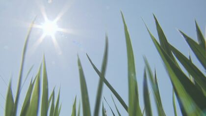 「水が足りない」コメ農家から上がる“悲鳴”　ダム貯水量低下で使用制限　「何とか収穫までもたせないと」苦渋の決断