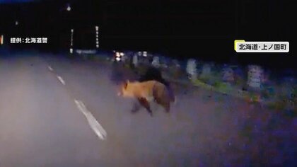 暗闇から突然飛び出してきたのは…体長1メートルの熊 走行中の車と衝突 車は破損も熊は山の中へ 北海道・上ノ国町