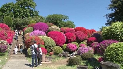 赤、ピンク、紫　ツツジが見ごろ　約30種類、3万株が咲き揃う　長野・岡谷市の鶴峯公園