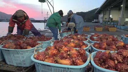 ホヤの出荷本格化「近年にないくらい良い出来」　岩手・大船渡市