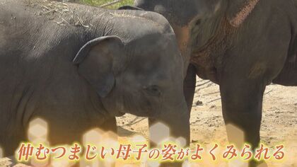 ゾウがやって来て1年  言葉を理解して行動？ 「ずっとゾウが見られる動物園に」 飼育員奮闘記   動物園の舞台裏に密着 【福岡発】