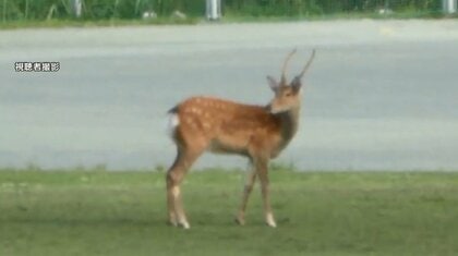 なぜ？多摩川沿いで“野生のシカ”目撃多数…住宅地に囲まれた野球グラウンドにも出没