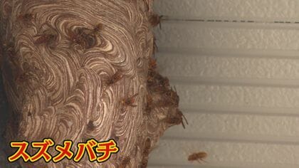 夏から秋にかけて活発化　危険なハチの駆除行う「ハチハンター」に密着　日に50件以上も…業者には駆除依頼が殺到