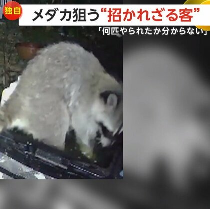 【独自】「洗って食べよった」アライグマが飼育中のメダカをムシャムシャ「育てちゃ食べられ何匹やられたか」福岡・直方市