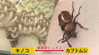 キノコの里とカブトムシの意外な関係 昆虫の力でゴミを資源化 未来を見据える循環型ビジネス｜FNNプライムオンライン