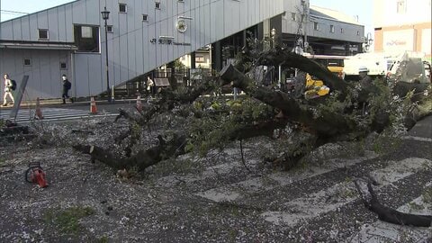 東京・国立市のJR矢川駅北口ロータリー付近で高さ約15メートルの桜の木が倒れる　相次ぐ倒木受け砧公園でも緊急点検