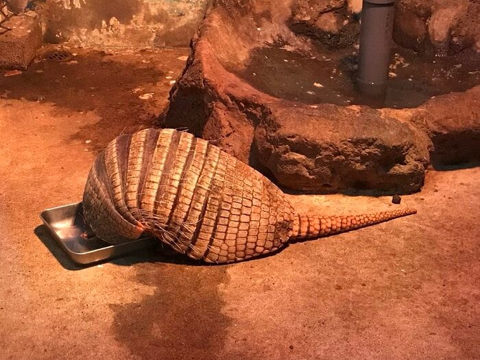 うつ伏せで寝るラグくん(画像提供:伊豆シャボテン動物公園)